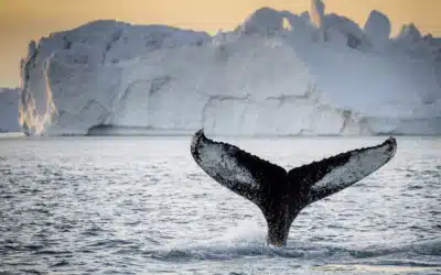 El Jazz de las ballenas boreales