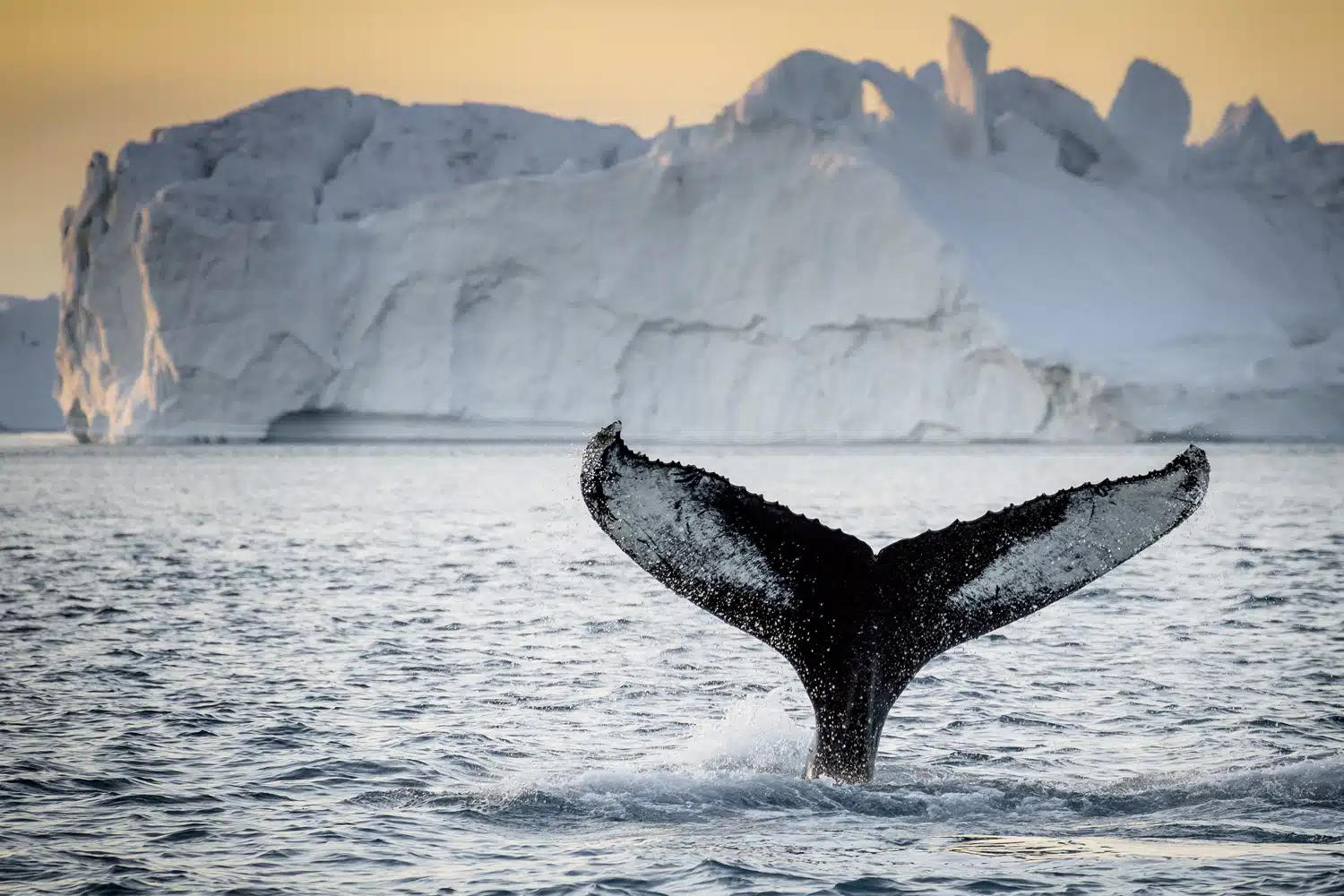 jazz ballenas